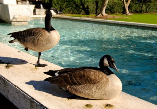 geese in pool