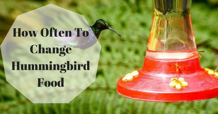 How often to replace hummingbird food.