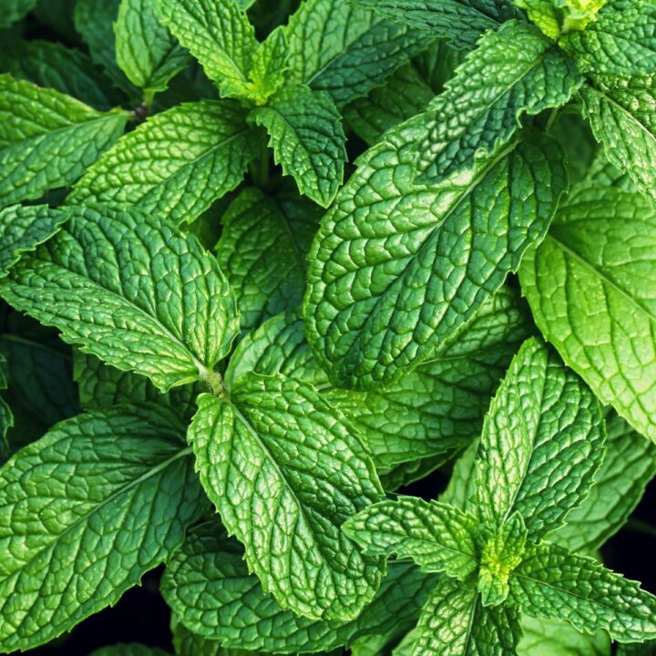 How To Plant Water Mint