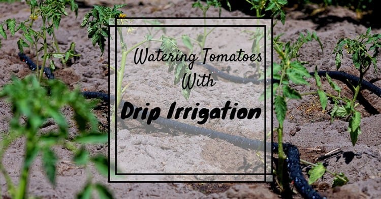 Watering tomatoes with drip irrigation.