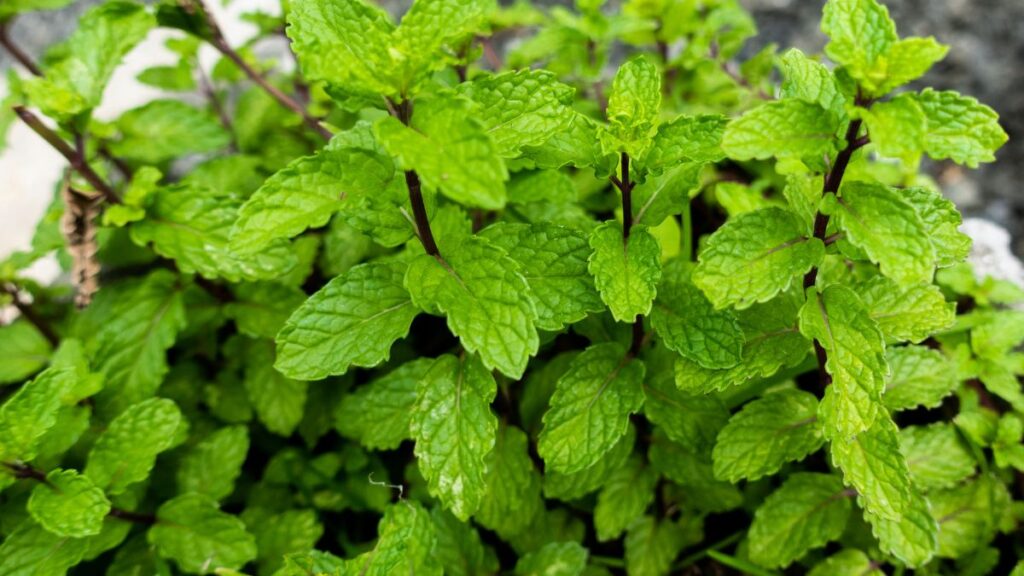 How Often To Water Mint Plant Outdoors