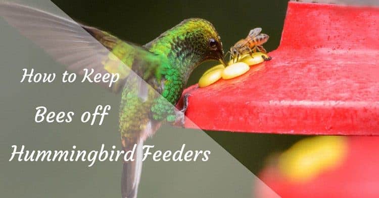 How To Keep Bees Off Hummingbird Feeders The Rex Garden