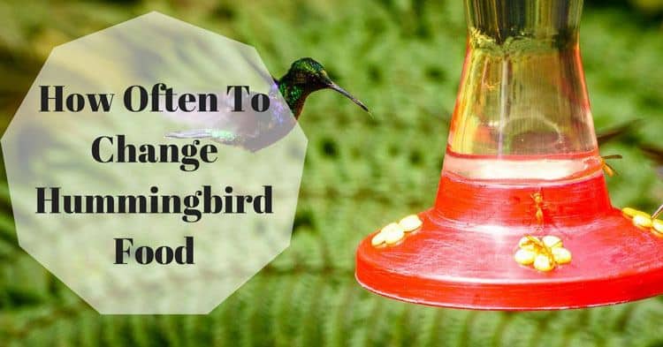 hummingbird food ratio of sugar to water