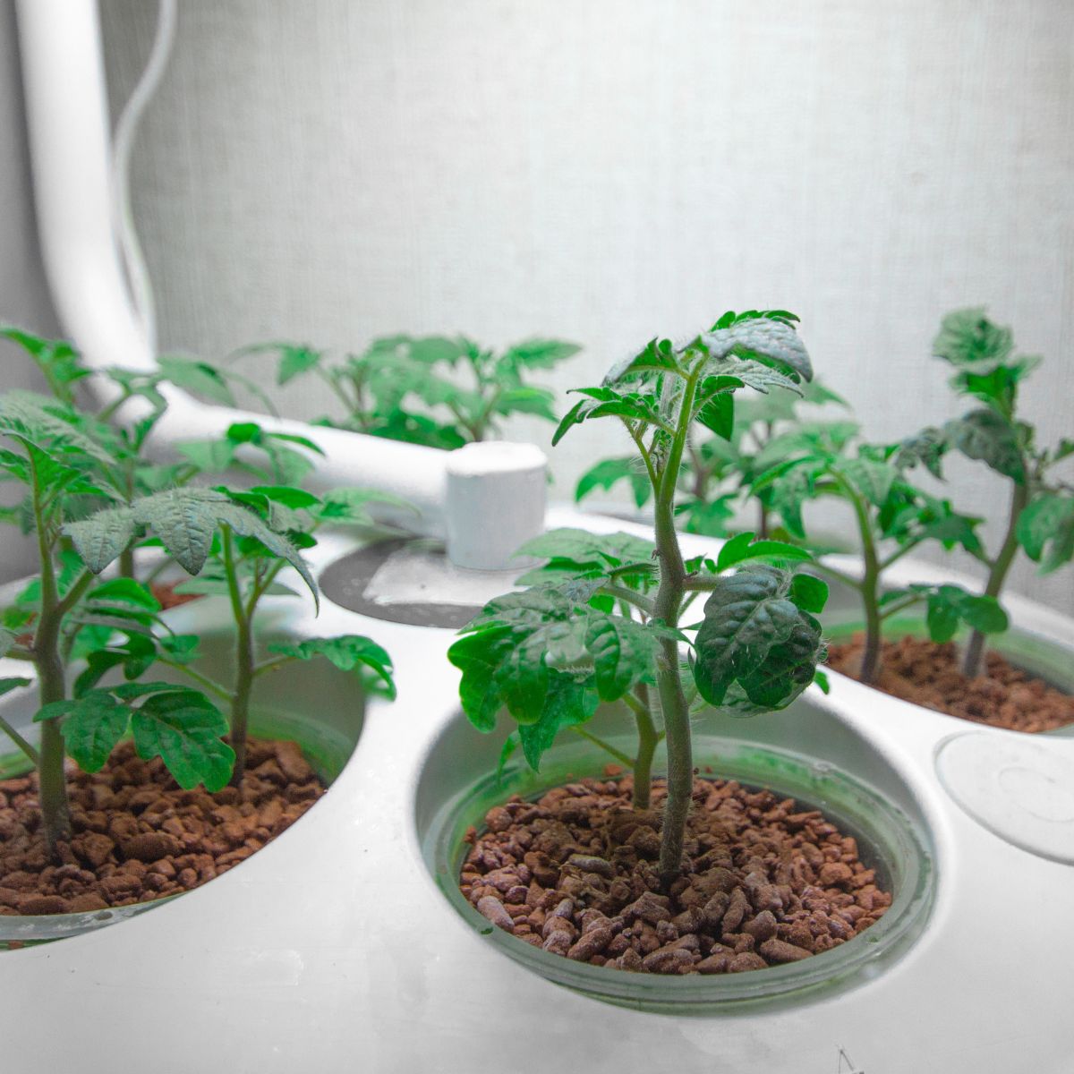 Aeroponics VS Hydroponics