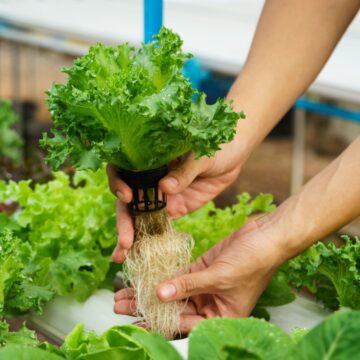 DIY Hydroponic Garden