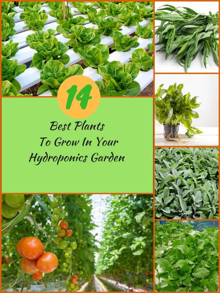 Best Plants To Grow In Your Hydroponics Garden