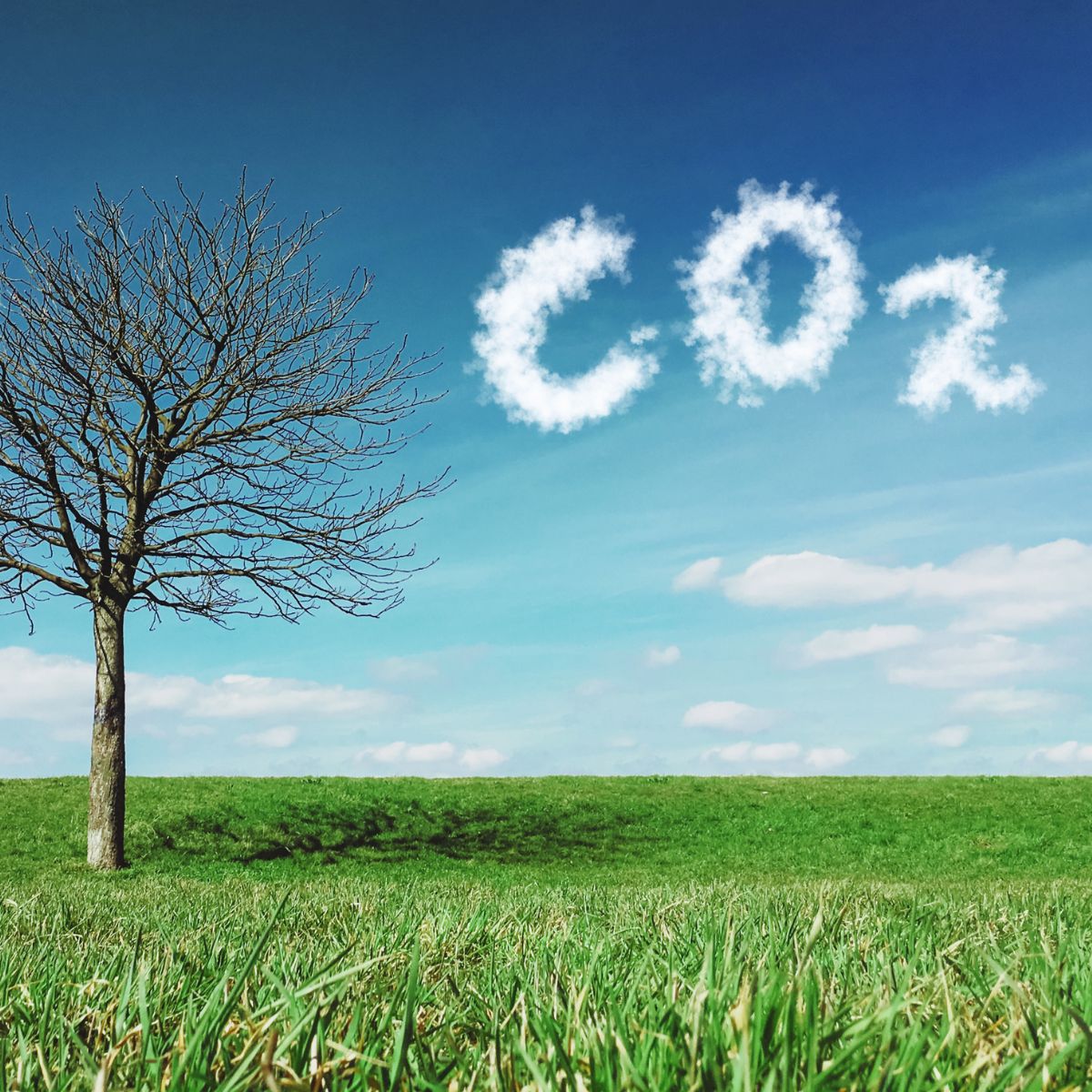 How To Create Carbon Dioxide For Your Plants