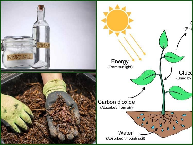 How To Create Carbon Dioxide For Your Plants