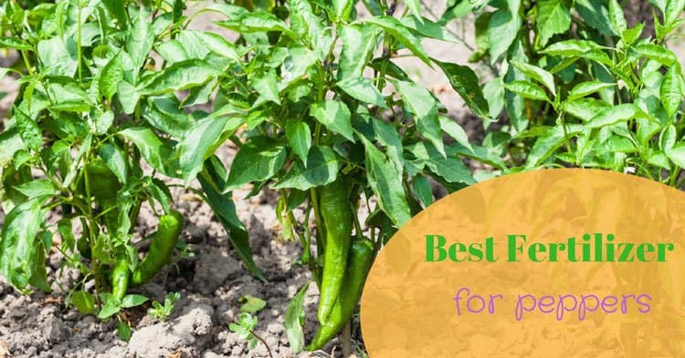 Best fertilizers for peppers.