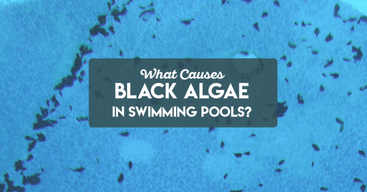 what-causes-black-algae-in-swimming-pools-the-rex-garden