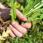 Why Naturally Killing Weeds Is Safer For Your Family