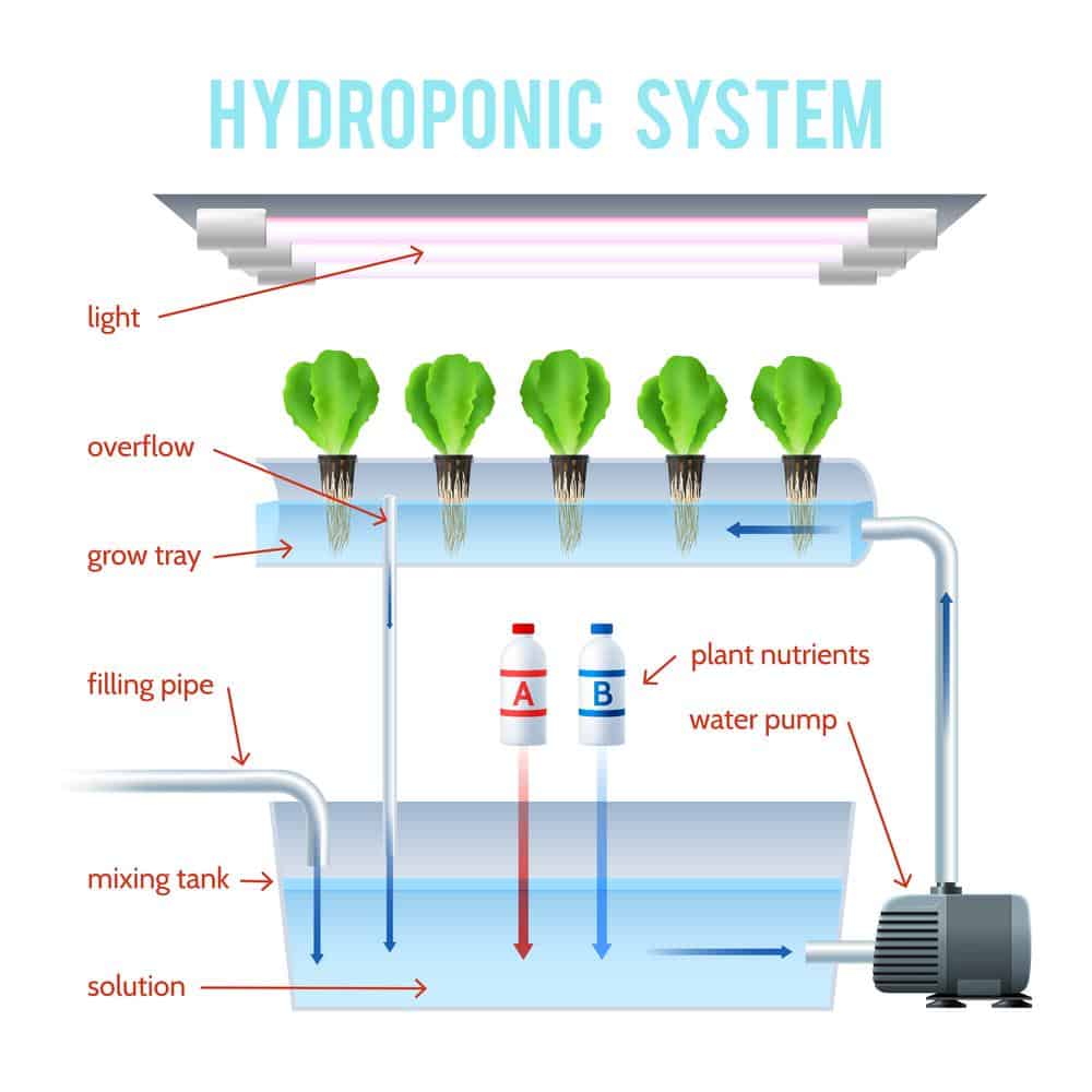 Key Factors for Choosing Hydroponic System