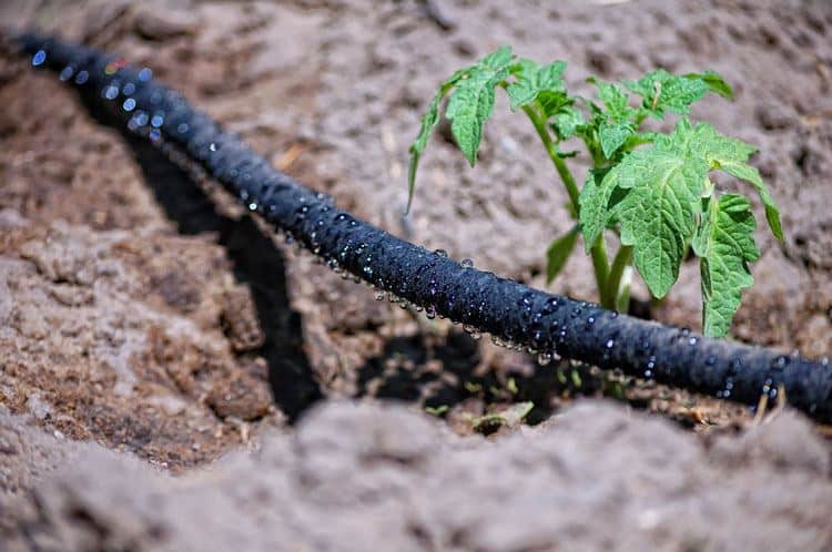 Drip irrigation is a dependable system