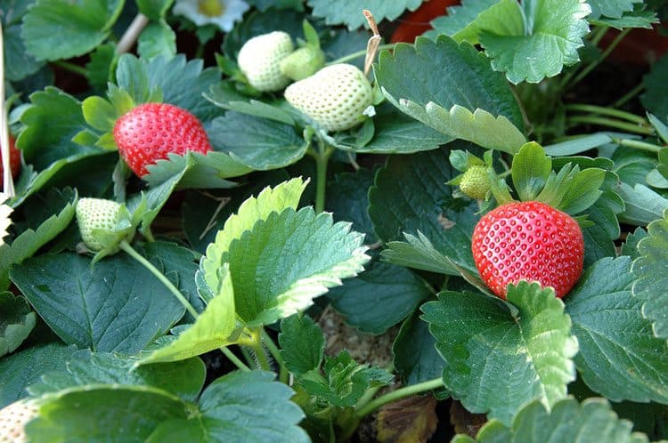 Know Here - How Often To Water Strawberries?