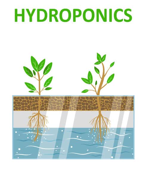 Hydroponics