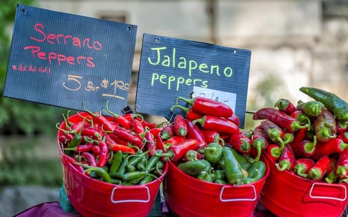 Knowing When The Serrano Peppers Are Ripe