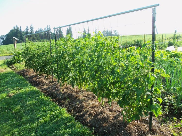 How To Make A Tomato Trellis 9 Amazing Diy Ideas