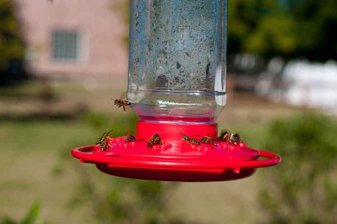 How To Keep Bees Off Hummingbird Feeders The Rex Garden