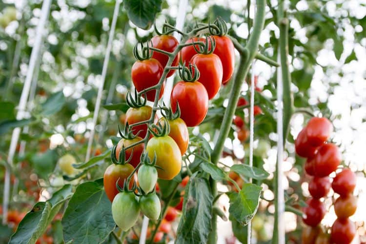 Calcium tablets tomato plants Idea