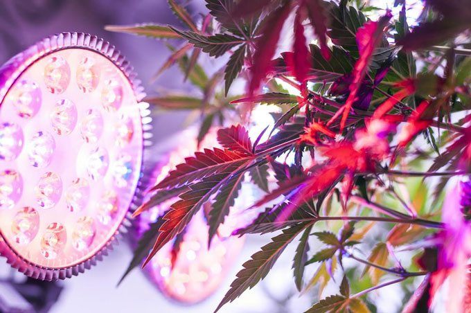 led light grow