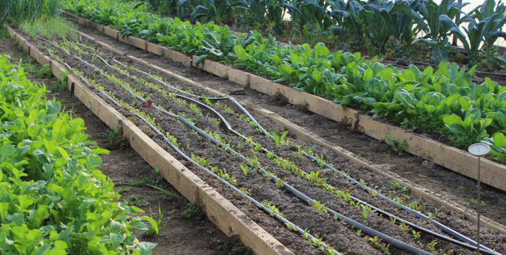 Soaker Hoses Installation In Your Vegetable Garden | The Rex Garden
