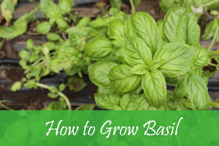How to Grow Basil: Planting, Growing & Harvesting