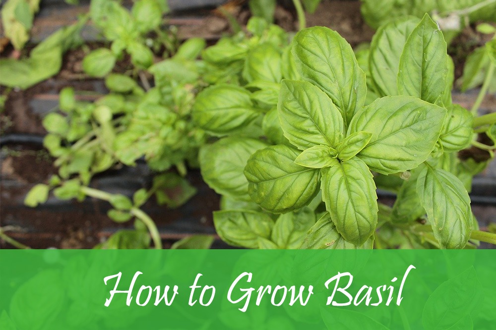 how to grow basil