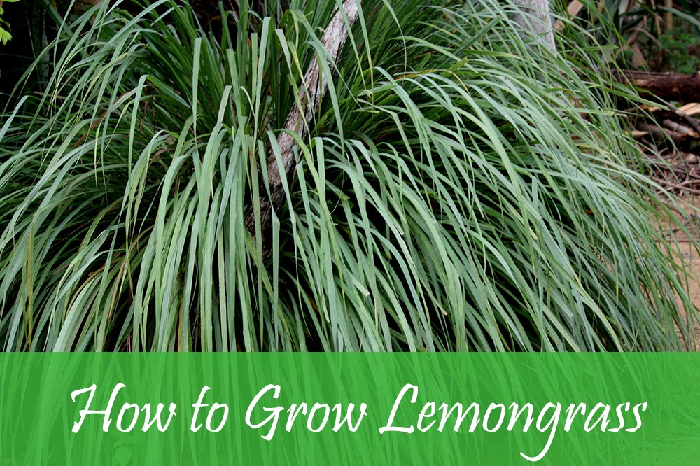 how to grow lemongrass