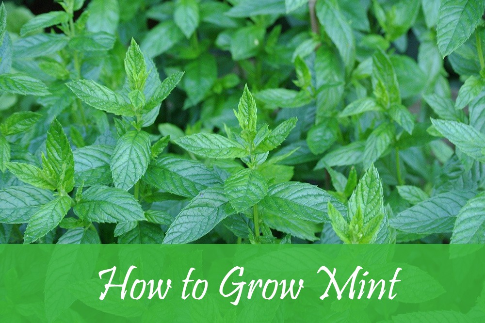 how to grow mint