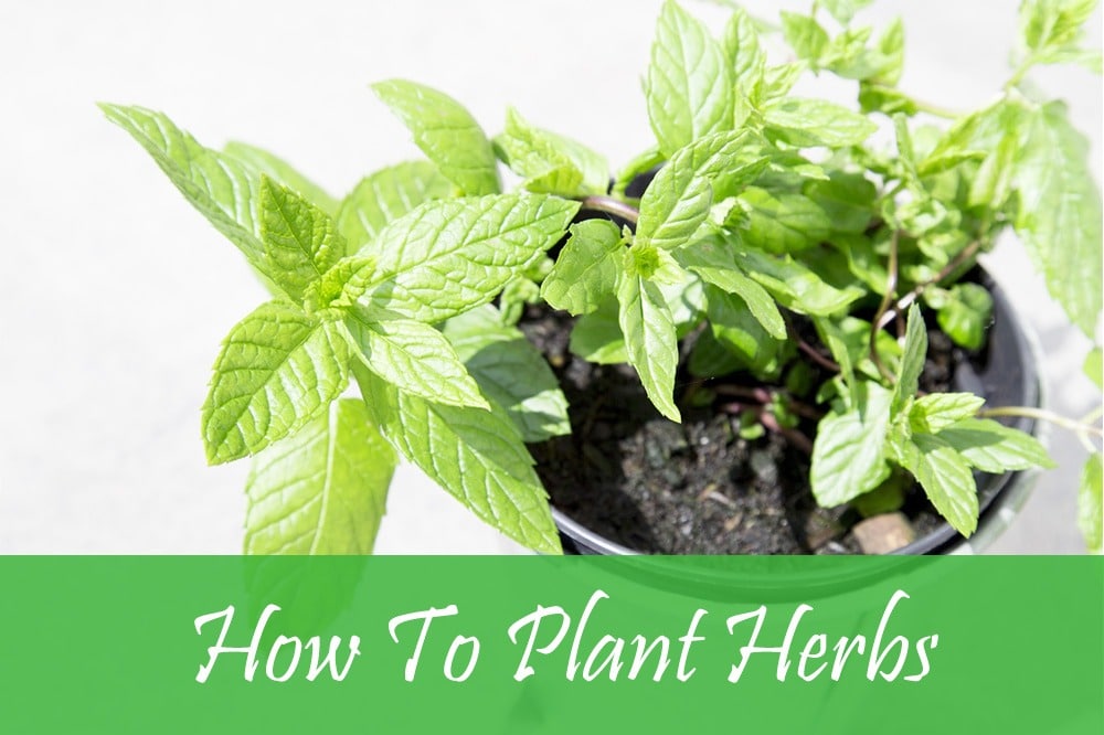 how to plant herbs