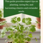 grow cilantro pin