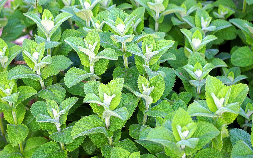 grow mint