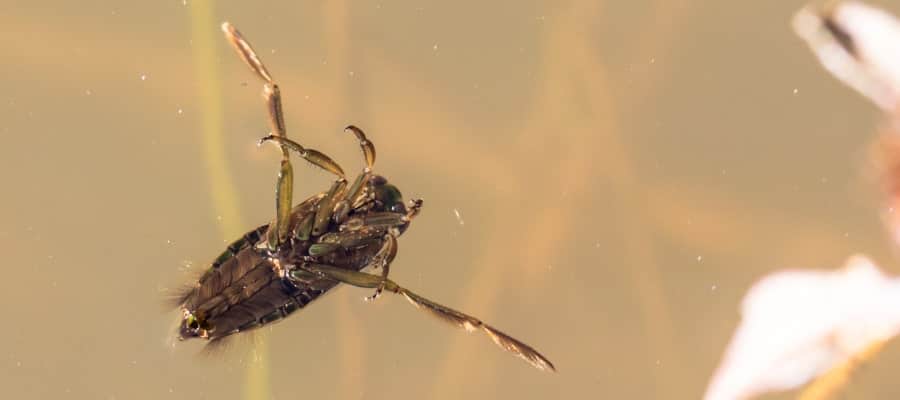 How to Get Rid of Waterbugs