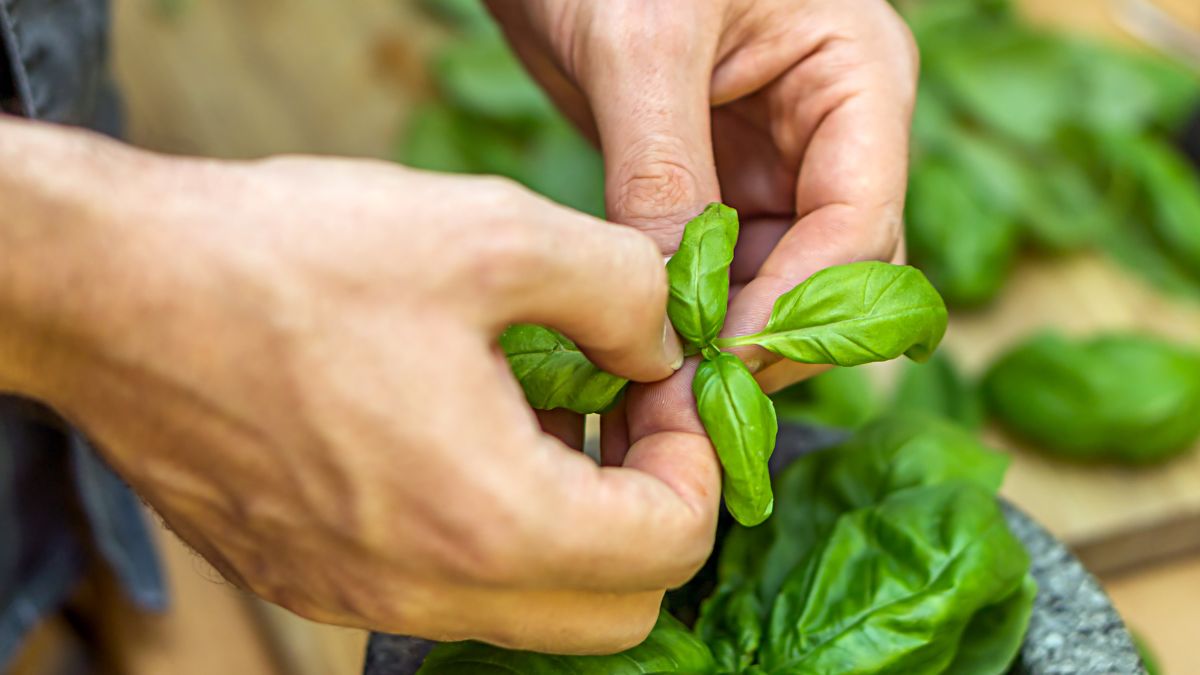 harvesting basil