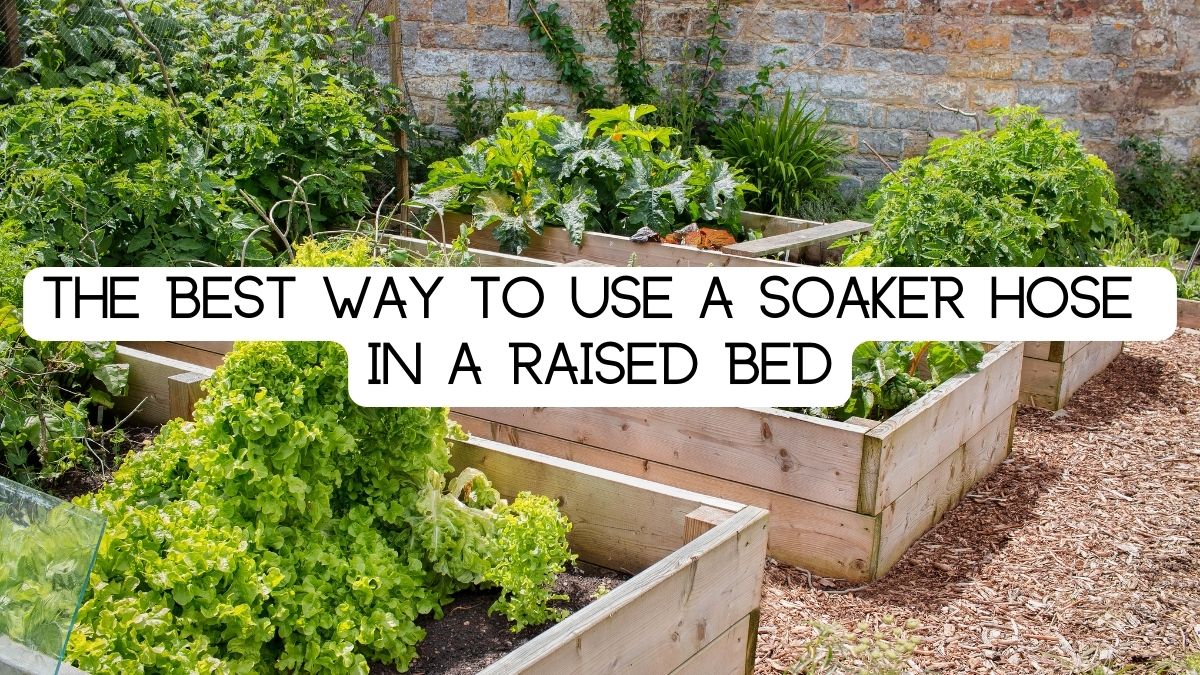 Raised bed with soaker hose.