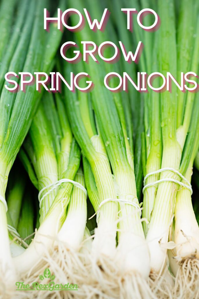 How To Grow Spring Onions | The Rex Garden