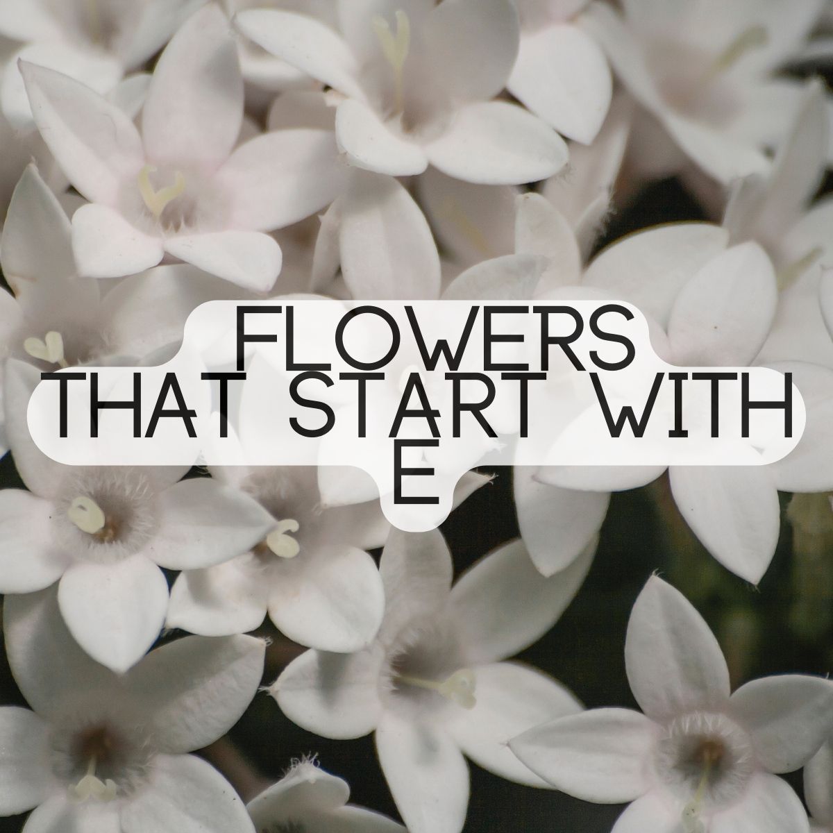 Flowers That Start With The Letter E