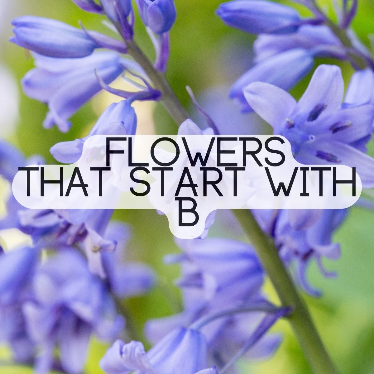 Flowers that start with B.