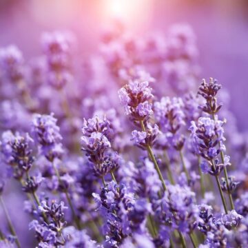 How to transplant lavender.