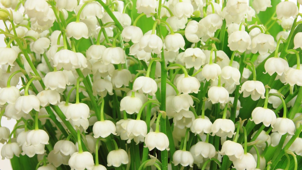 Lily Of The Valley