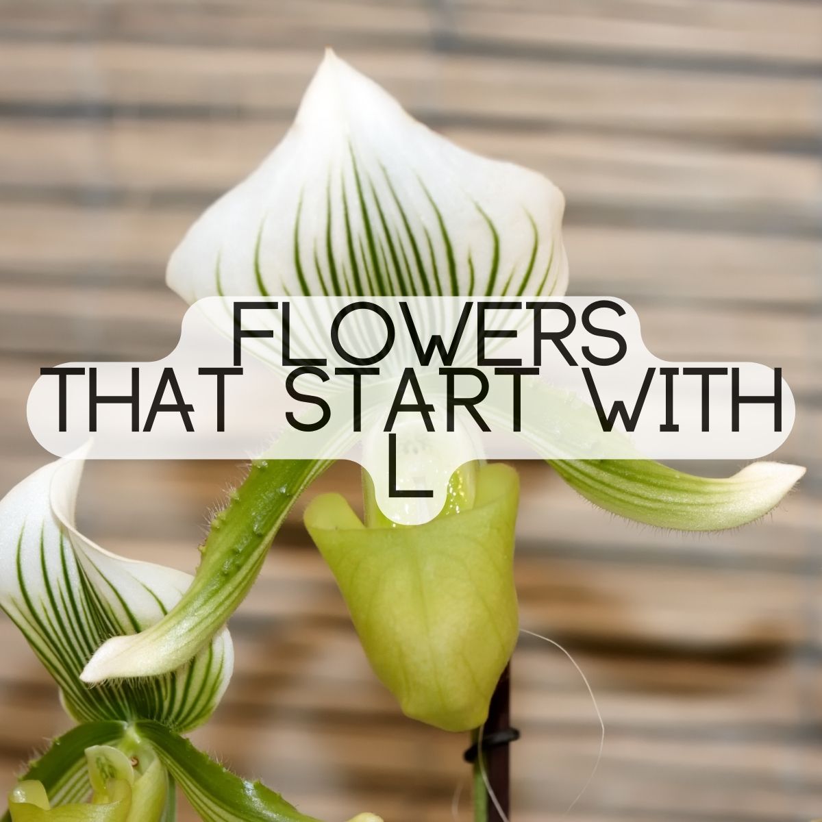 Flowers That Start With The Letter L