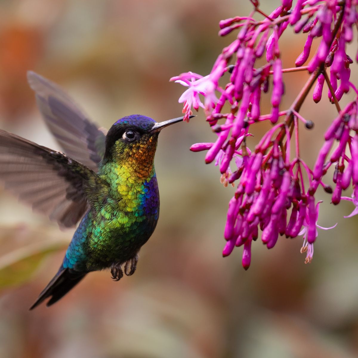 How To Attract Hummingbirds