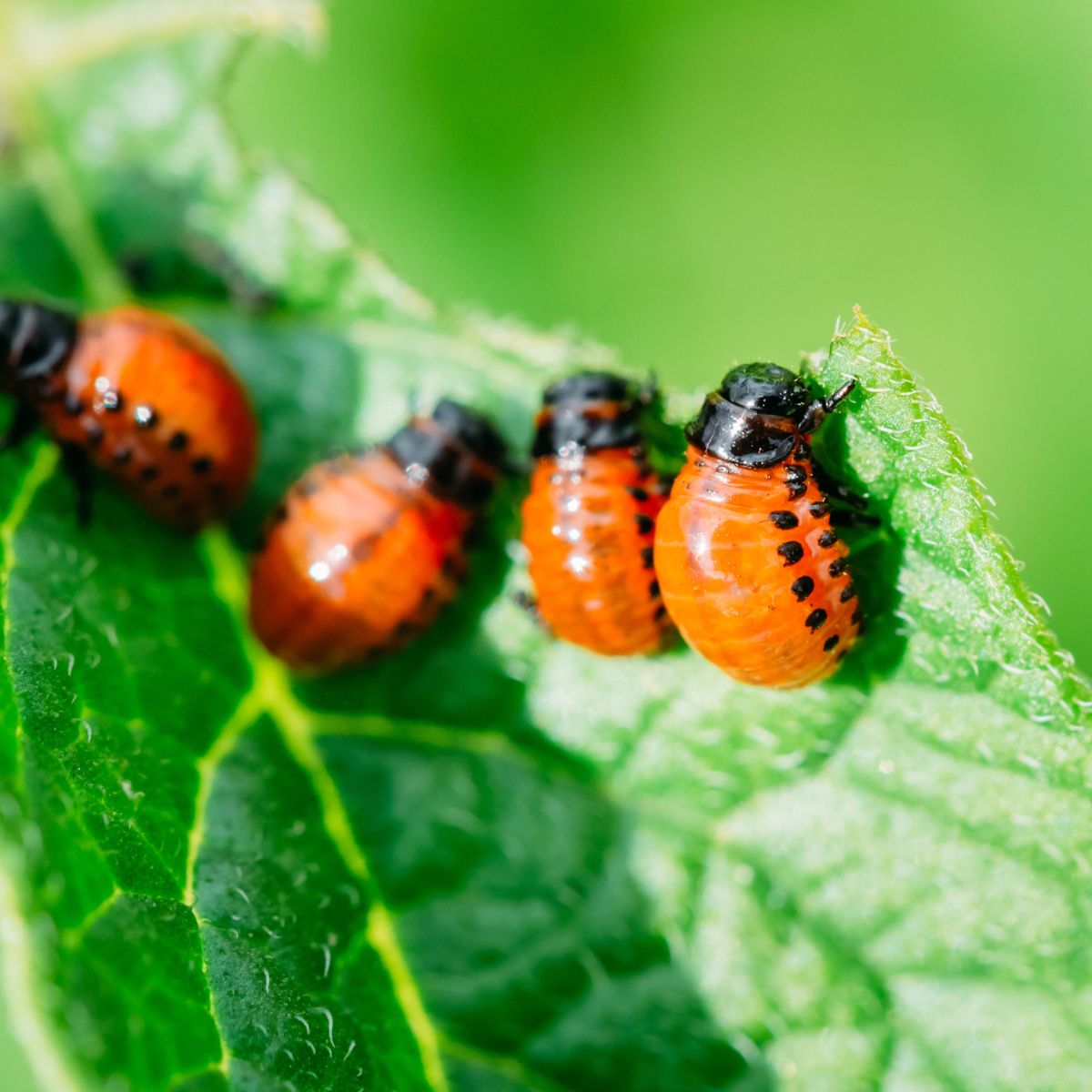 potato bugs on a leaf