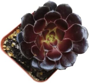 Aeonium Black Rose Zwartkop