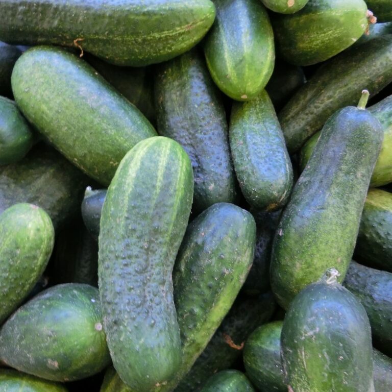 Companion Plants For Cucumbers The Rex Garden