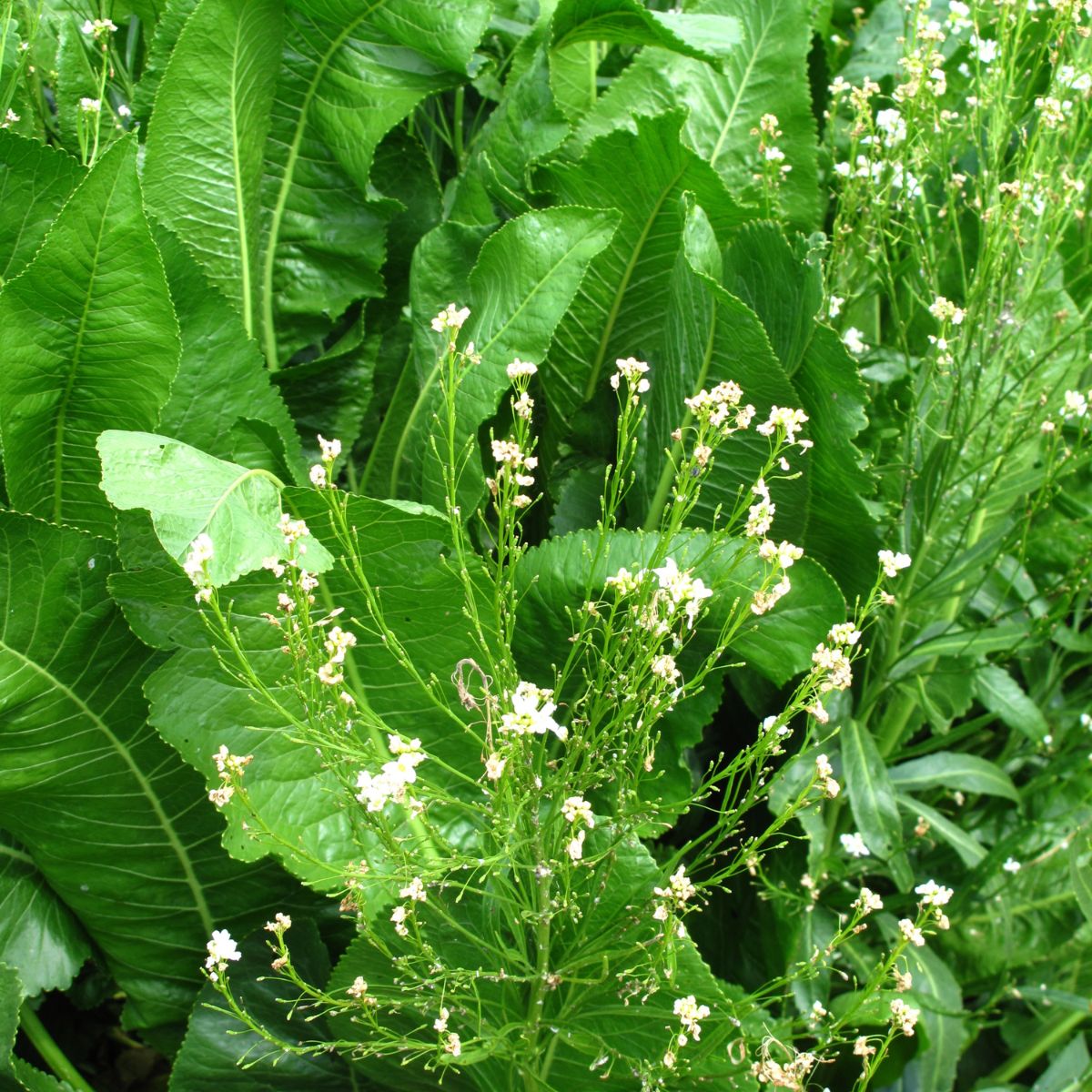 Companion Plants For Horseradish