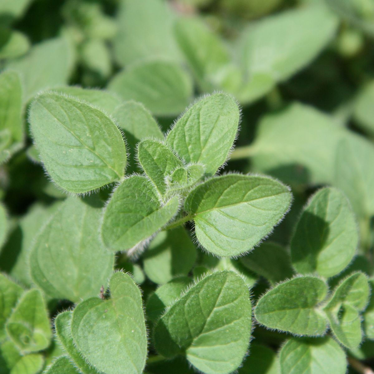 Companion Plants For Oregano