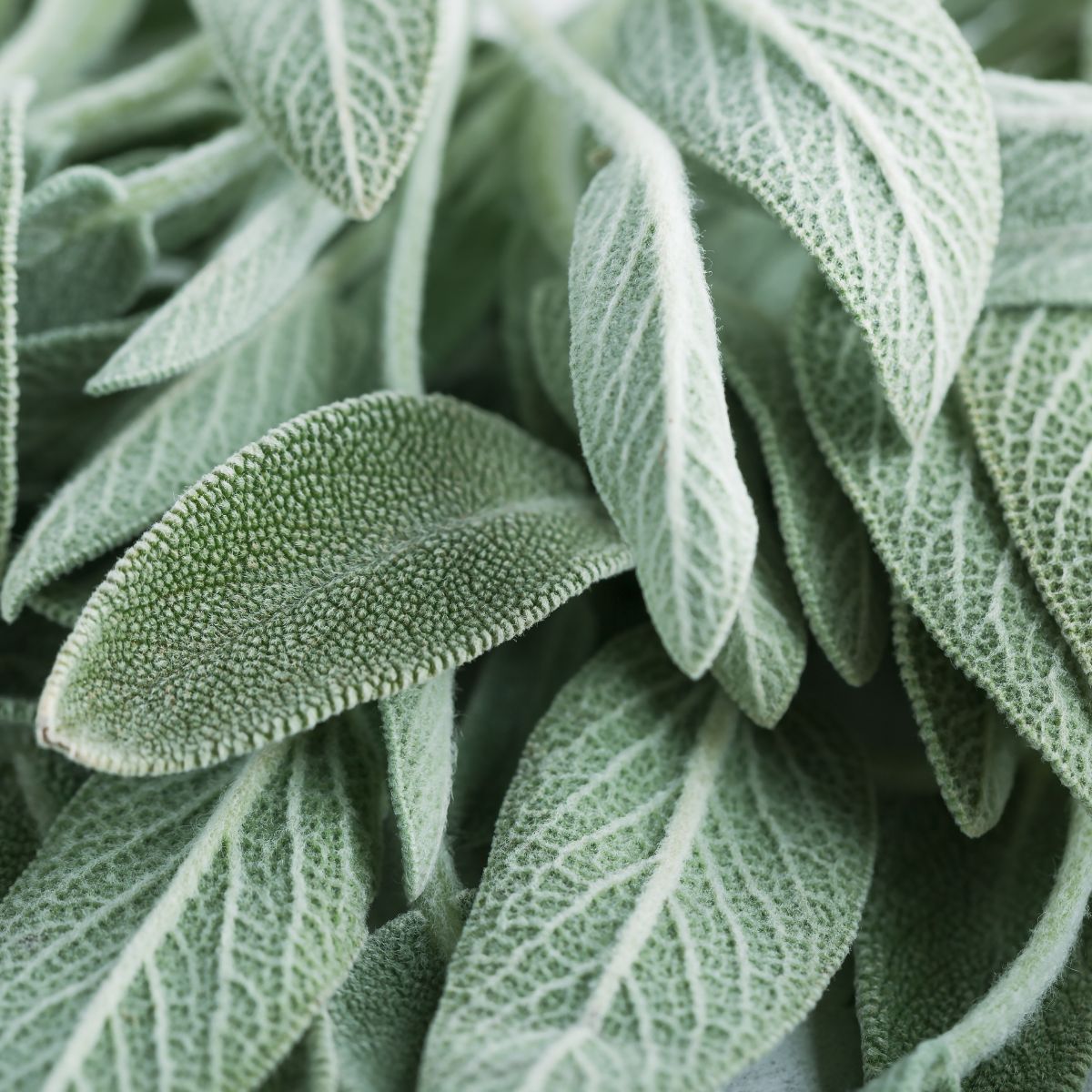 Companion Plants For Sage