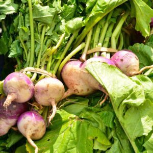 Companion Plants For Turnips