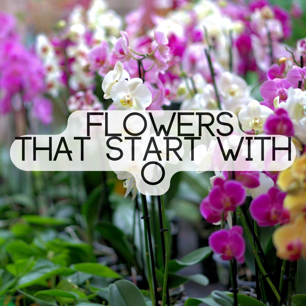 Flowers That Begin With The Letter O